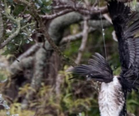 A shag in fishing line, caught in a tree. Photo: Supplied / Edin Whitehead