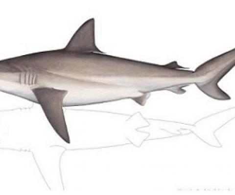 SPC shark and ray guide. credit - SPC