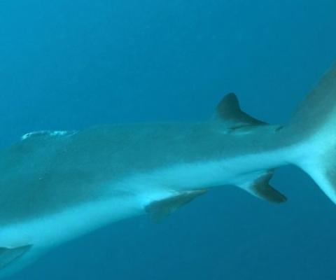 Shark finning a problem in Palau. source - http://islandtimes.us/