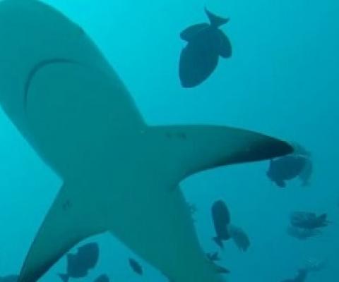 Marine Protected Areas need to be much bigger to support shark conservation.   credit - GLOBAL FINPRINT