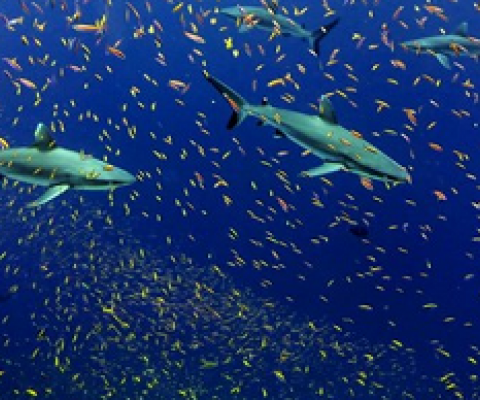 A school of anthias and a school of white tip sharks at Jarvis Island. Photo © NOAA/NMFS/Pacific Islands Fisheries Science Center Blog