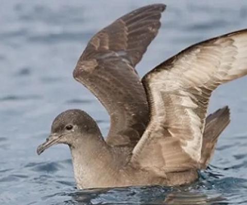 The short-tailed shearwater, also known as the muttonbird in Australia, migrates 15,000km from Alaska to Australia and back, but many are feared to have failed to make the journey this year. Photograph: John Harrison/Wikipedia