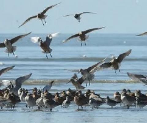 Migrating shorebirds, such as bar-tailed godwits, tend to gather in high concentrations to rest and feed as they make their long migrations, making them easy to hunt. Photograph: Ding Li Yong/BirdLife International