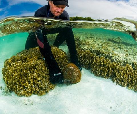 Professor Peter Harrison collecting coral at Heron Island on the Great Barrier Reef (credit Great Barrier Reef Foundation/Gary Cranitch, Queensland Museum).
