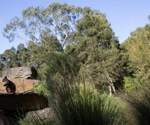 Economic research commissioned by the Australian Academy of Science argues every dollar spent on recording Australia’s plants and animals could deliver up to $35 in benefits. Photograph: John Moore/Getty Images