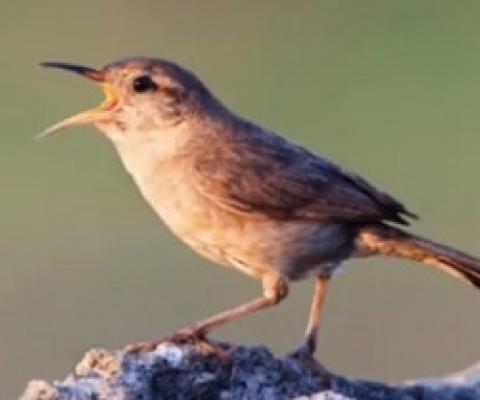 the Clarion island wren (Troglodytes tanneri; image credit: Claudio Contreras Koob)