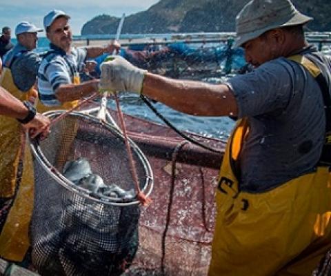 Boost for fish farms as ocean fish stocks affected by climate change.Credit: Fadel Senna/AFP/Getty