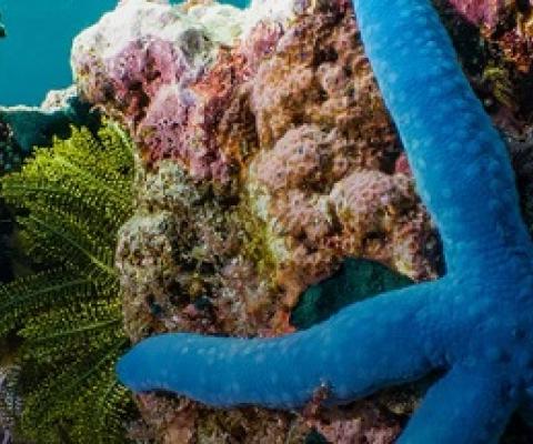 Tired of ‘writing obituaries for coral reefs,’ surfing scientists find new ways to save them