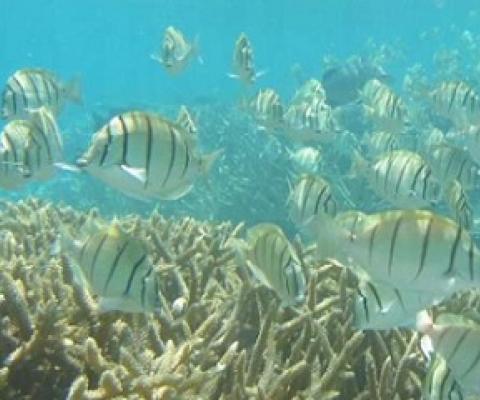 A large shoal of herbivorous surgeonfish (Acanthurus triostegus) swims amongst tropical reef corals. Credit: Elizabeth Madin, University of Hawai'i