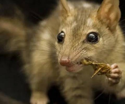  A northern quoll. Scientists researching Australia’s Threatened Species Index found mammal populations increased five-fold at 15 feral cat and fox-free sites. Photograph: Jonathan Webb/AFP/Getty Images