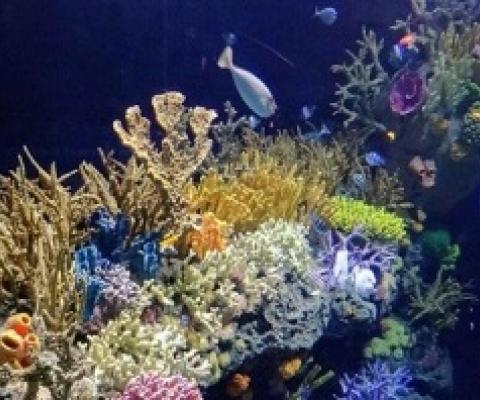 A coral reef in Indonesia. Coral reefs—especially Australia’s Great Barrier Reef—have proven to be very sensitive to climate change. (Photo: HereIsTom on VisualHunt.com / CC BY-NC-ND)