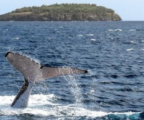 This photograph taken on August 4, 2008 shows a humpback whale diving near the island of Vava'u in Tonga. Photo: DAVID BROOKS / AFP