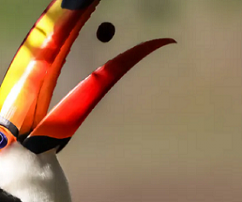 A toucan eating a fruit in the tropical wetlands of the Pantanal, Brazil. Uwe Bergwitz/Shutterstock