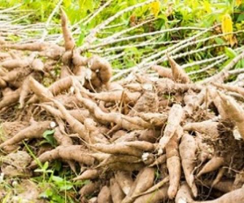 traditional root crops. Source - 123RF