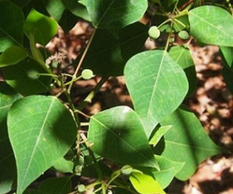 Homalanthus nutans, or Mamala. Photo: [Mark Marathon / CC BY-SA (https://creativecommons.org/licenses/by-sa/4.0) Mark Marathon]