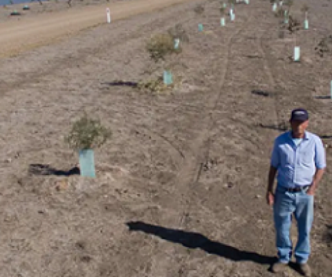 John Mailler at his tree-planting project around the Moree water park. Photograph: Mike Bowers/The Guardian