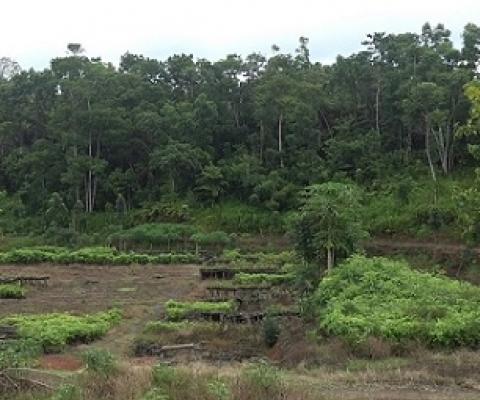 THE GOVERNMENT HAD TO EMBARK ON A MAJOR TREE-PLANTING REVOLUTION AS THE DEFORESTATION RATE WAS BECOMING A CONCERN. [FILE PHOTO]
