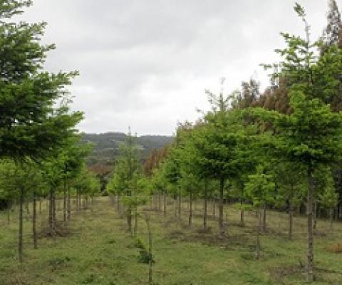 Recently planted pine plantation on Chiloe Island, Chile. Credit: Robert Heilmayr