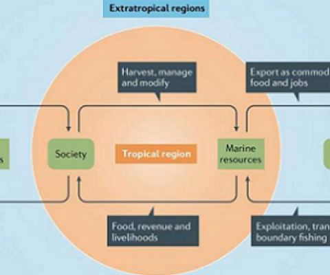 These linkages enable the flow of benefits, including food, livelihoods and government revenue, from tropical fisheries to extratropical locations. Fish from the tropics sold in temperate-zone markets provides jobs and revenue to tropical nations. That flow of benefits is threatened by the larger impact of climate change on tropical fishery systems. EEZs, exclusive economic zones. Credit: Lam et al, Nature Reviews Earth & Environment