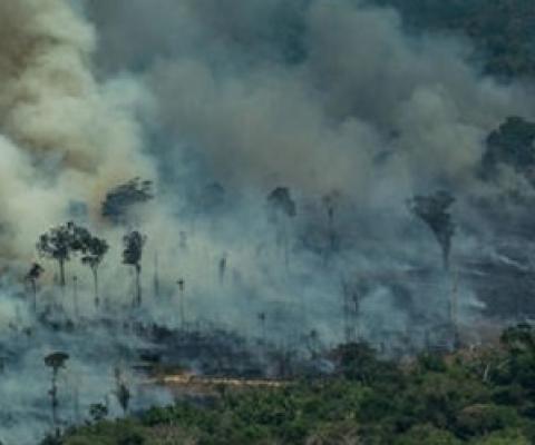 tropical forests carbon sources. photo - mongabay.com