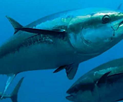 Tuna fishery. Credit - the Loop PNG, https://www.looppng.com/
