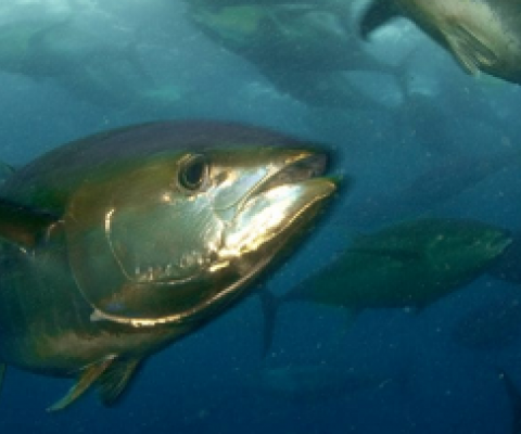 School of Tuna, Phoenix Islands Protected Area, Kiribati