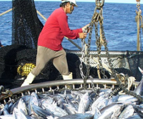 Tuna hauled aboard the fishing vessel Dolores. The tuna trade in the Pacific Ocean is worth more than US$6 billion a year. Siosifa Fukofuka (SPC), Author provided.