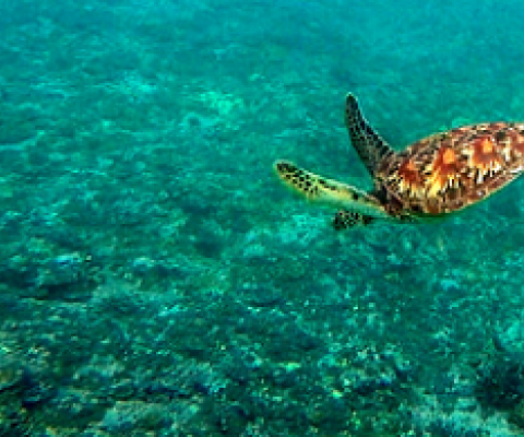 Sea turtle diving over coral. photo credit - SPREP