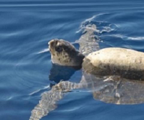 Sea turtle