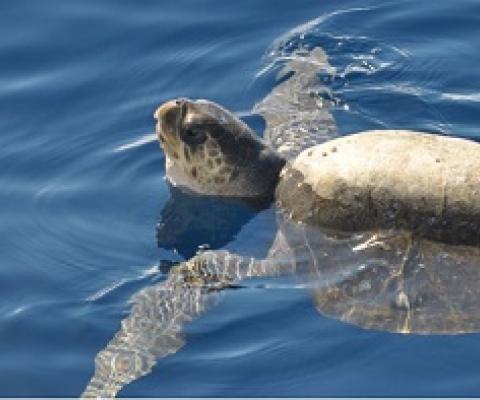 The green sea turtle's range extends throughout tropical and subtropical seas around the world. Photo: Constanza S. Mora, (CC BY 2.0)
