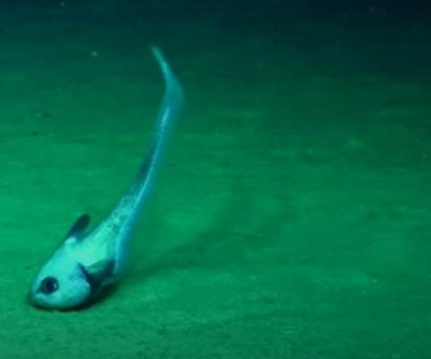 There could be animals in deep-sea reefs that have never been recorded before.(Supplied: Schmidt Ocean Institute)