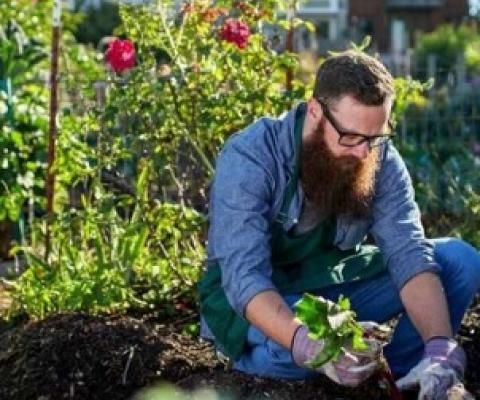 urban gardening. Credit: Joshua Resnick/Shutterstock