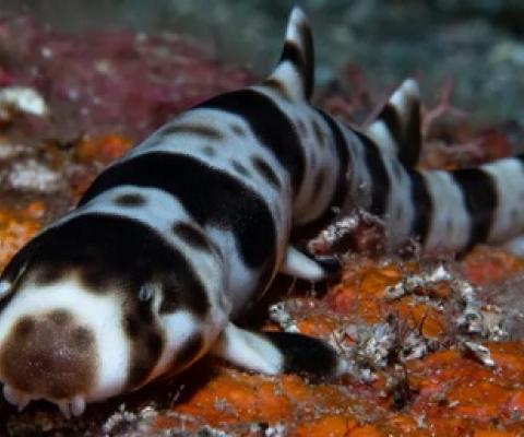A JUVENILE WALKING SHARK (HEMISCYLLIUM MICHAELI) FOUND IN MILNE BAY, PAPUA NEW GUINEA. (© CONSERVATION INTERNATIONAL/ MARK ERDMANN)