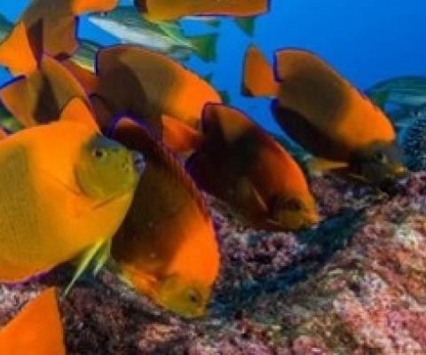 Webinar - Rebuilding marine biodiversity