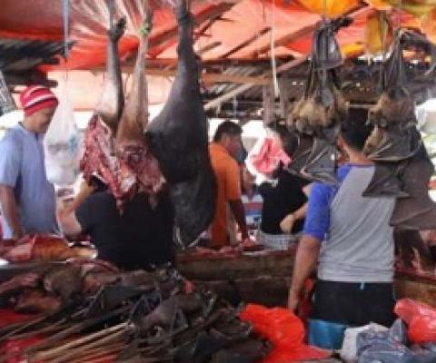 Dead bats for sale hang in an Indonesian market. Credit: UC Davis