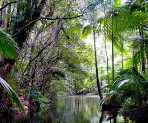The Wet Tropics Management Authority warns climate change is likely to result in ‘substantial ecological change’ in north Queensland. Photograph: Maria Grazia Casella/Alamy Stock Photo