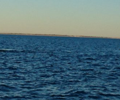 Whale watching is seen as an ethical alternative to viewing captive cetaceans. Credit: Neena Bhandari/IPS  