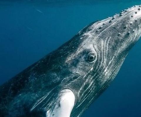 Talks on a global governance system for the high seas to better protect marine biodiversity have made little progress in recent months. (Photo: Christopher Michel/Flickr)