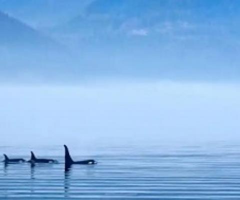 Underwater frequencies have an effect on marine mammals, say scientists. Photograph: Juergen Ritterbach/Alamy