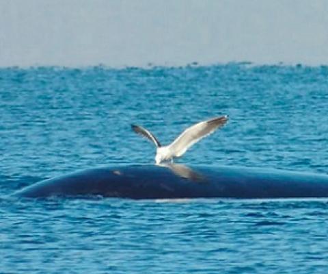 A kelp gull pecks at the back of a southern right whale off Valdes Peninsula, Argentina. Photo by Mariano Sironi/Instituto de Conservación de Ballenas, Argentina