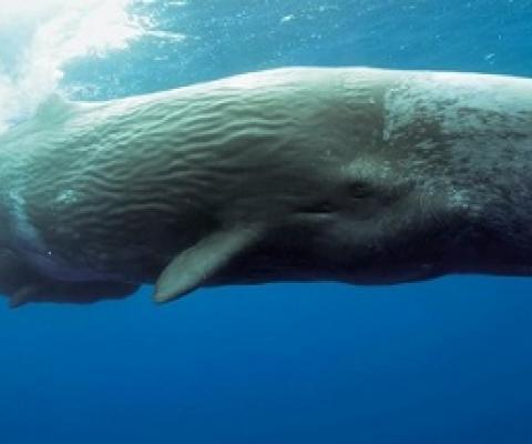 Japan has passed a law to financially support commercial whaling Photo credit: Getty Images