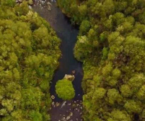 Whanganui River in Tongariro National Park, New Zealand'. source - https://www.theguardian.com