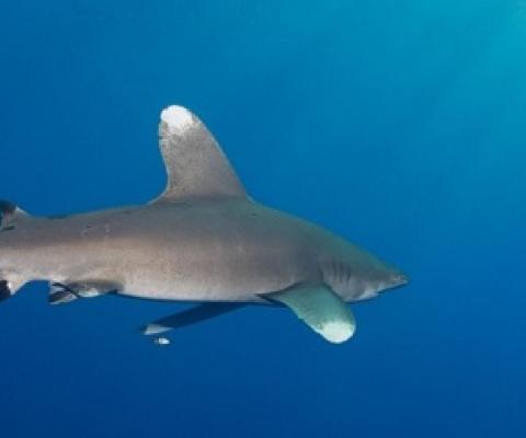 Oceanic white tip shark. source - https://www.oceanographicmagazine.com/