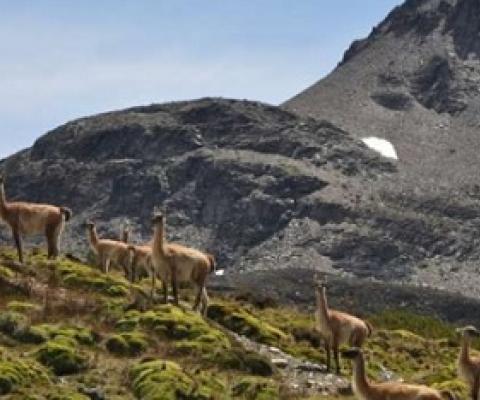 1 / 1Guanacos in Chilean Patagonia. One of the last remaining wilderness areas left in the region. Credit: Francisca Hidalgo