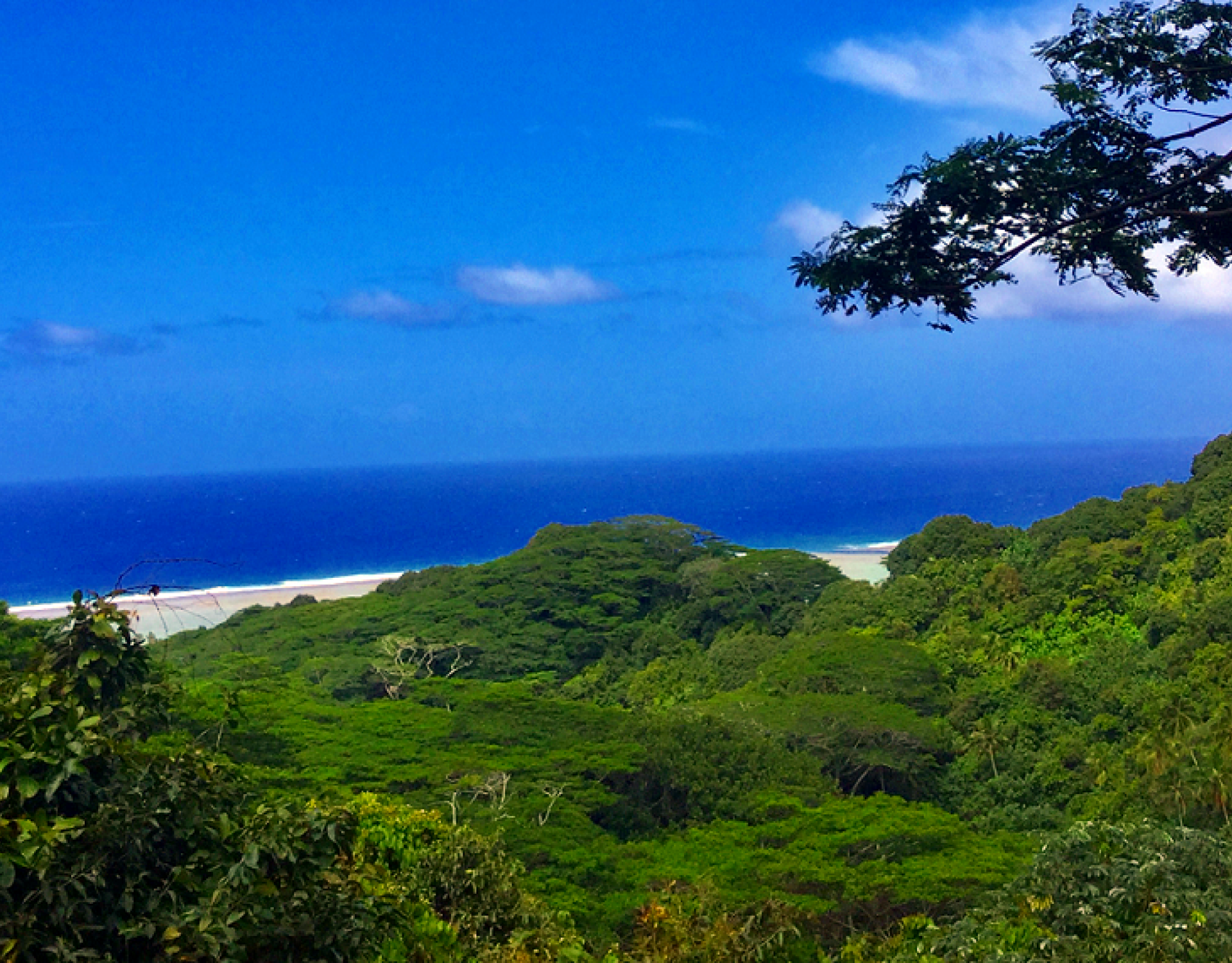 Takitumu Conservation Area, Cook Islands. Credit - NES