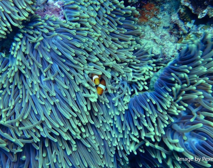 Economics of biodiversity loss