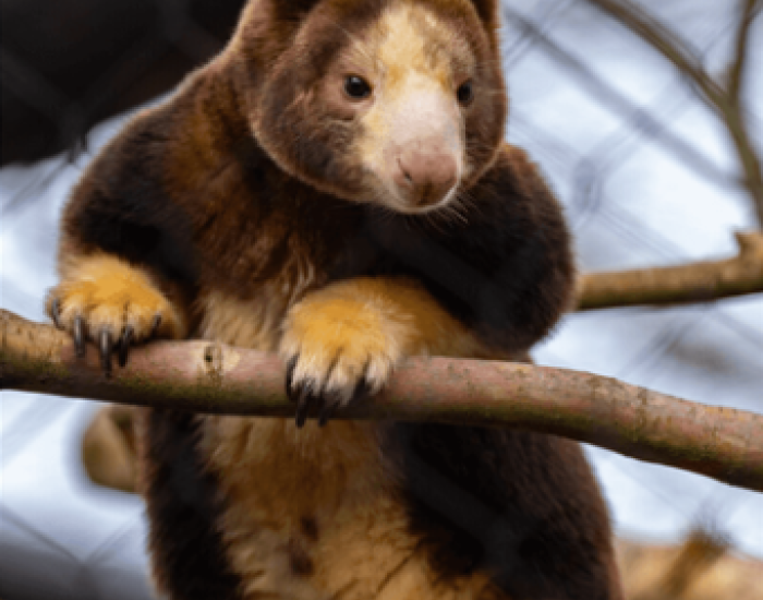 Tree Kangaroos