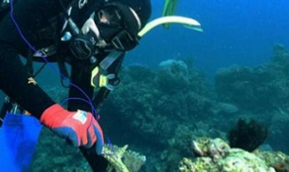 coral reefs being surveyed. Credit - Australian Institute of Marine Science (AIMS)
