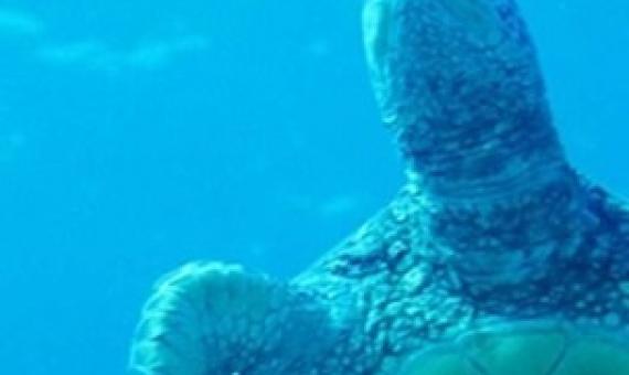 Sea turtle