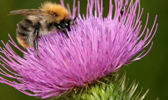 bee pollinating a flower
